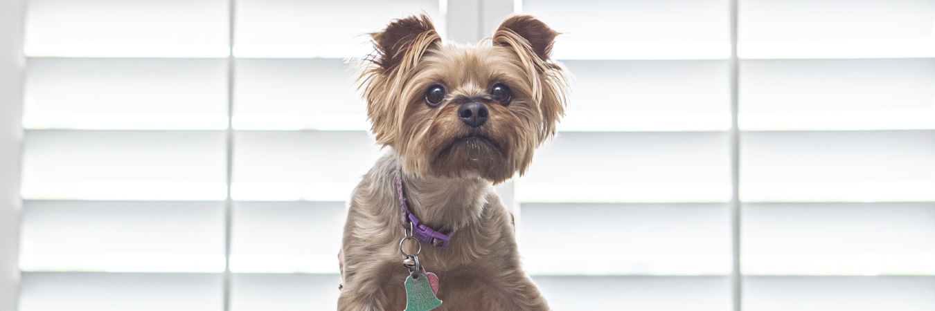 Dog in front of plantation shutters in Indianapolis